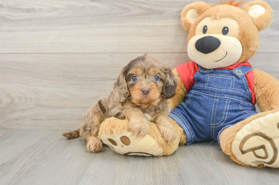 6 week old Cavapoo Puppy For Sale - Simply Southern Pups