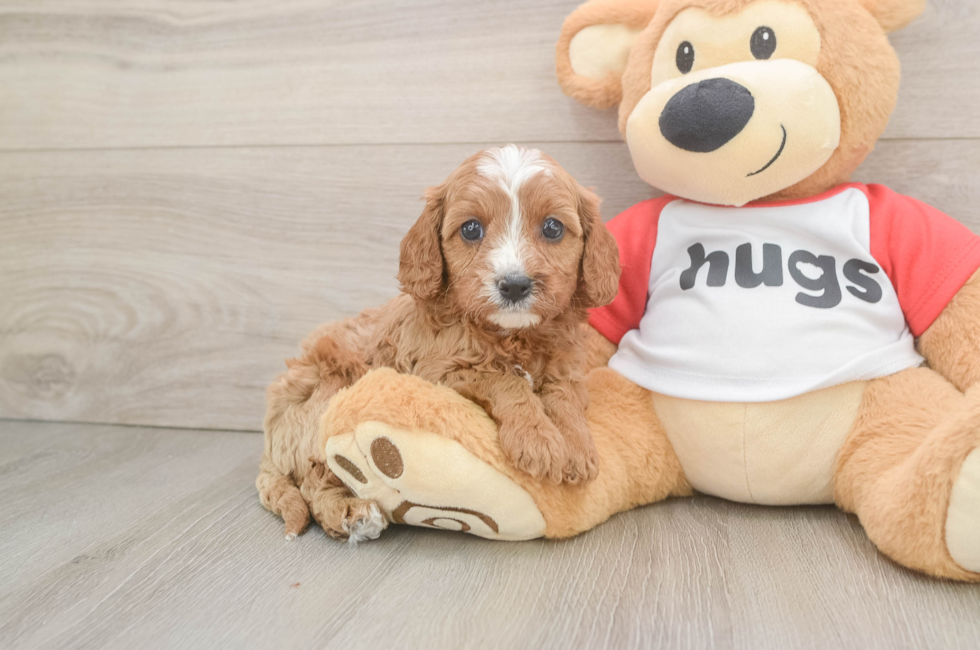 6 week old Cavapoo Puppy For Sale - Simply Southern Pups