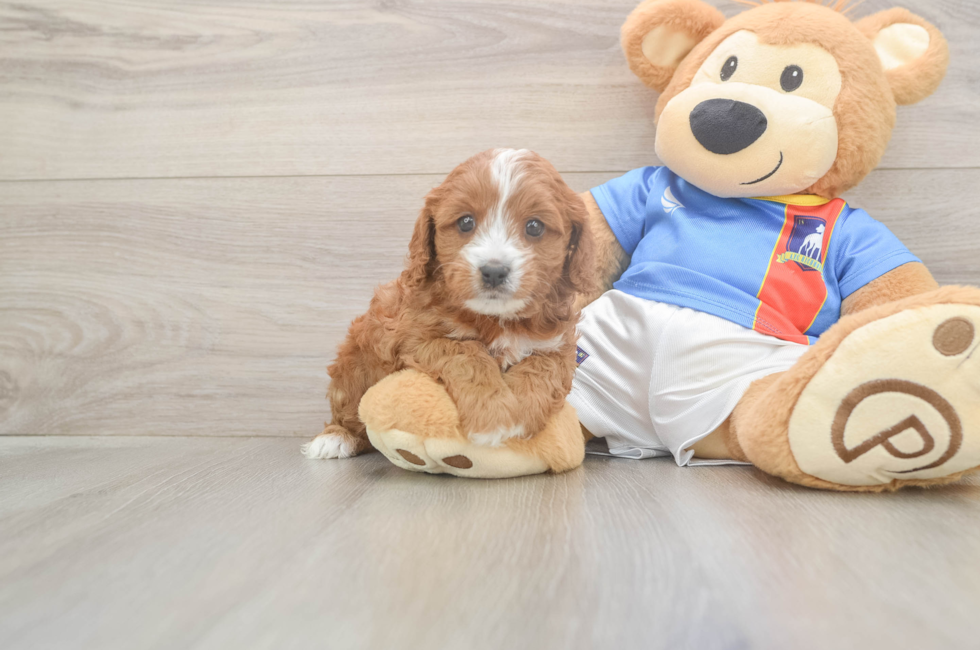 6 week old Cavapoo Puppy For Sale - Simply Southern Pups