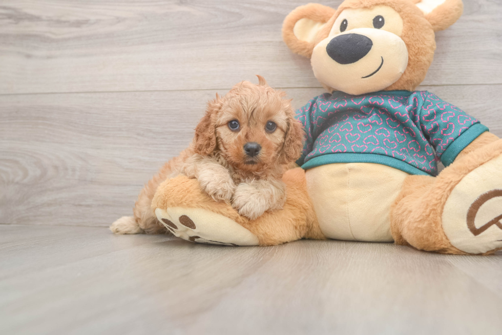 Cavapoo Pup Being Cute