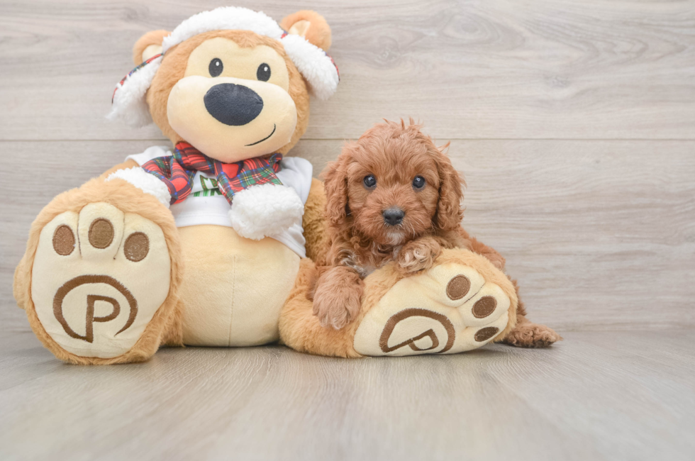 5 week old Cavapoo Puppy For Sale - Simply Southern Pups