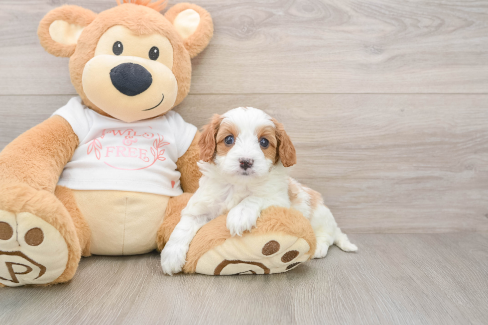 Cavapoo Pup Being Cute