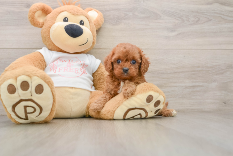 Sweet Cavapoo Baby