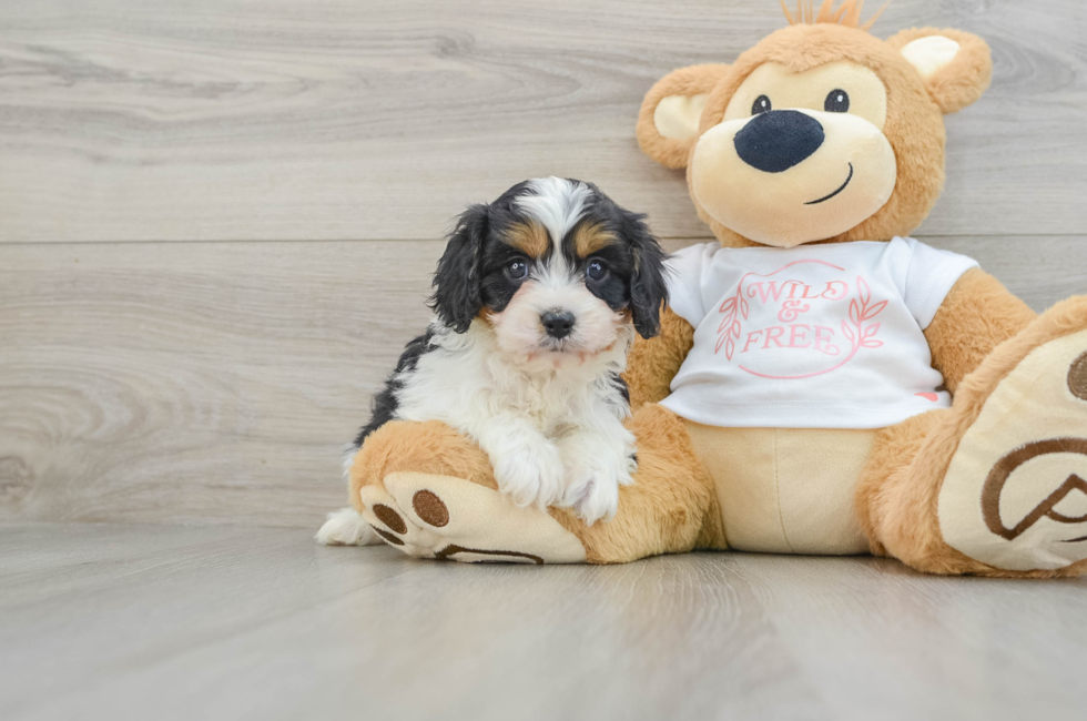 6 week old Cavapoo Puppy For Sale - Simply Southern Pups