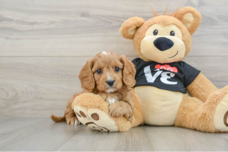 Best Cavapoo Baby
