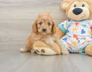 8 week old Cavapoo Puppy For Sale - Simply Southern Pups