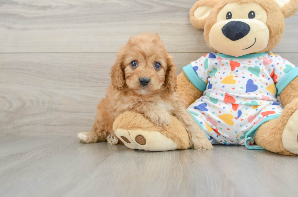 6 week old Cavapoo Puppy For Sale - Simply Southern Pups