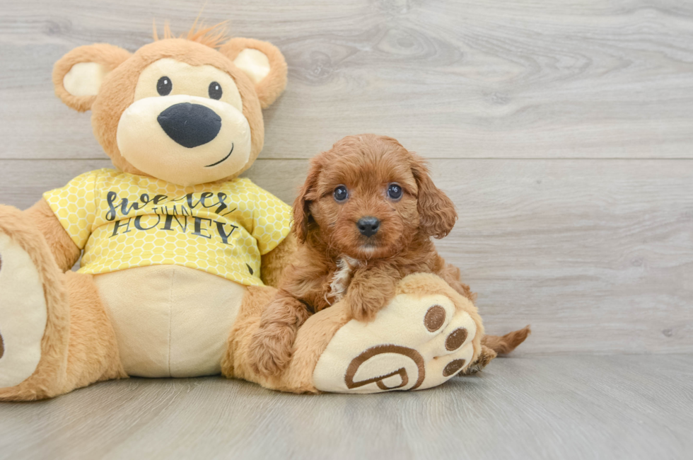 8 week old Cavapoo Puppy For Sale - Simply Southern Pups