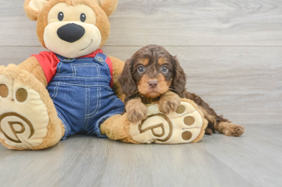 6 week old Cavapoo Puppy For Sale - Simply Southern Pups