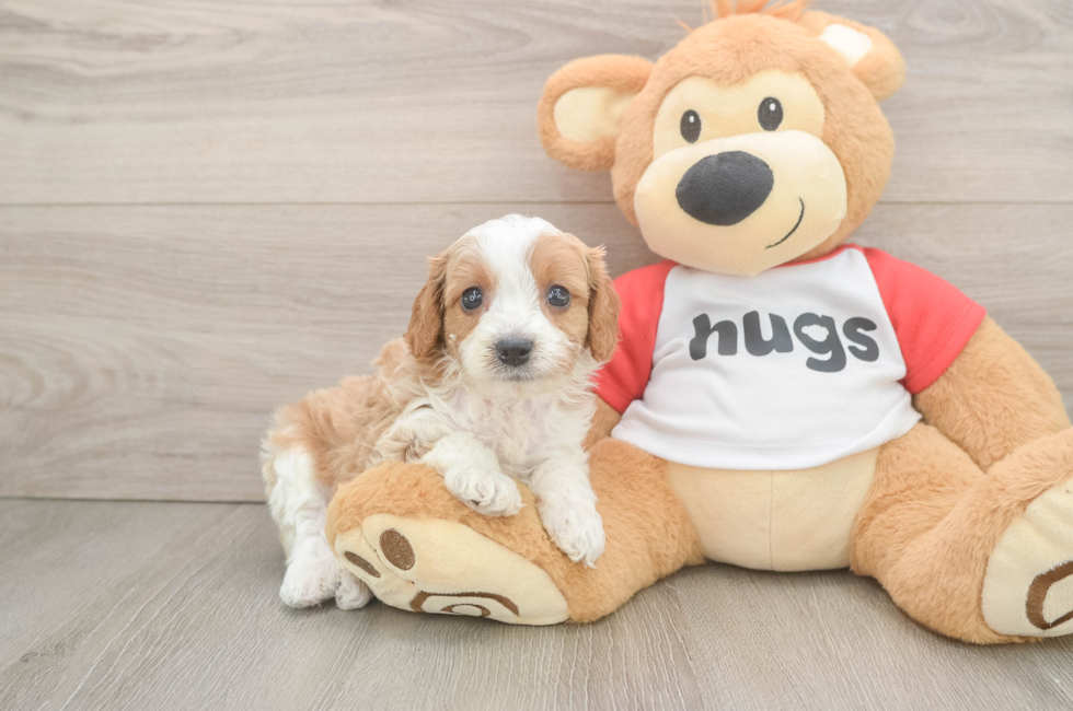 6 week old Cavapoo Puppy For Sale - Simply Southern Pups