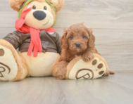 7 week old Cavapoo Puppy For Sale - Simply Southern Pups