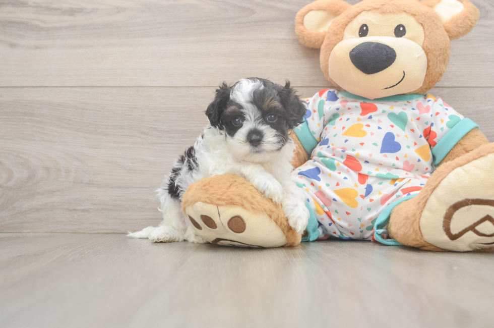 5 week old Cavapoo Puppy For Sale - Simply Southern Pups