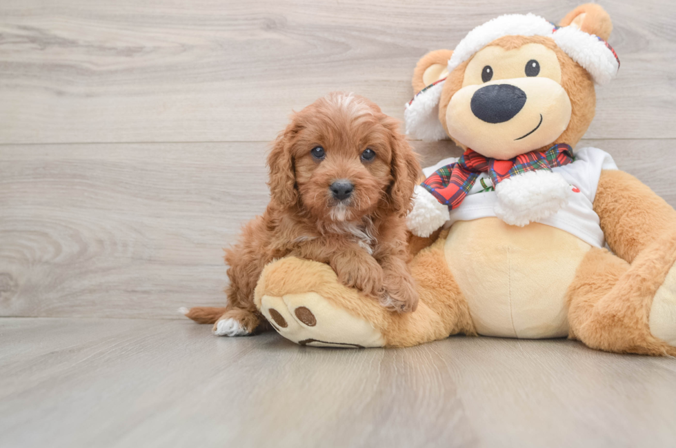 5 week old Cavapoo Puppy For Sale - Simply Southern Pups