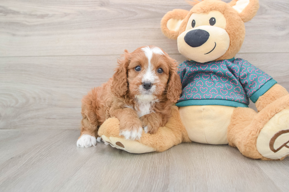 Cavapoo Pup Being Cute