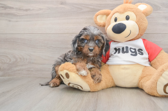 Friendly Cavapoo Baby