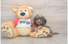 Cavapoo Puppy for Adoption