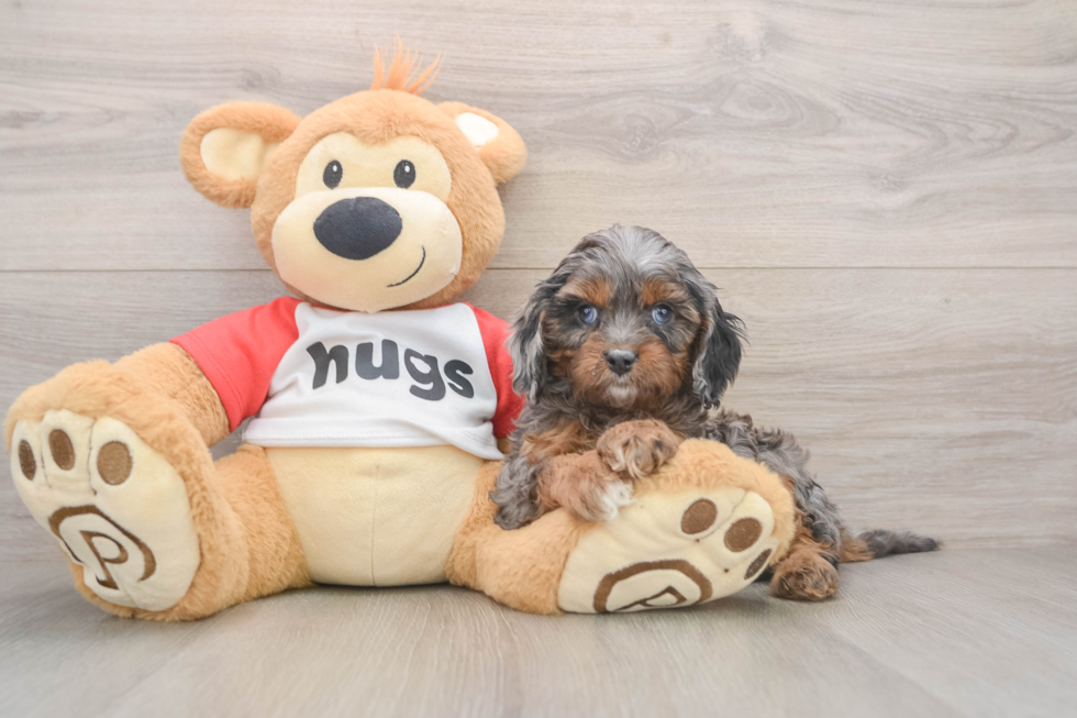 Cavapoo Puppy for Adoption