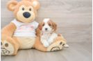 Adorable Cavalier King Charles Spaniel and Poodle Mix Poodle Mix Puppy