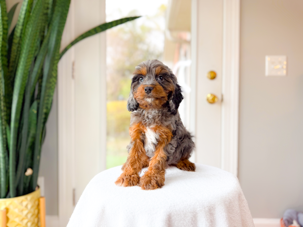 Cavapoo Pup Being Cute