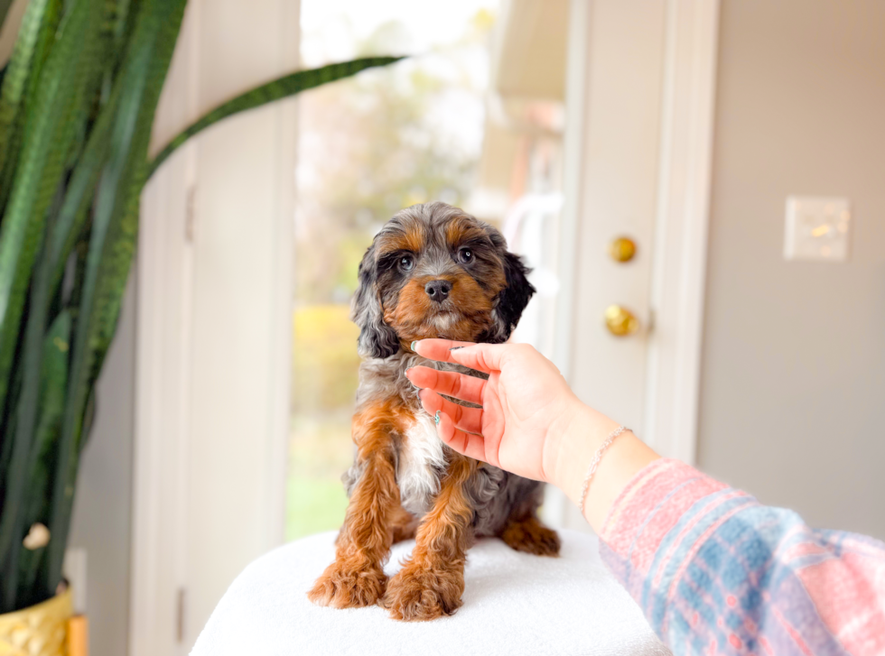 Cute Cavapoo Poodle Mix Pup