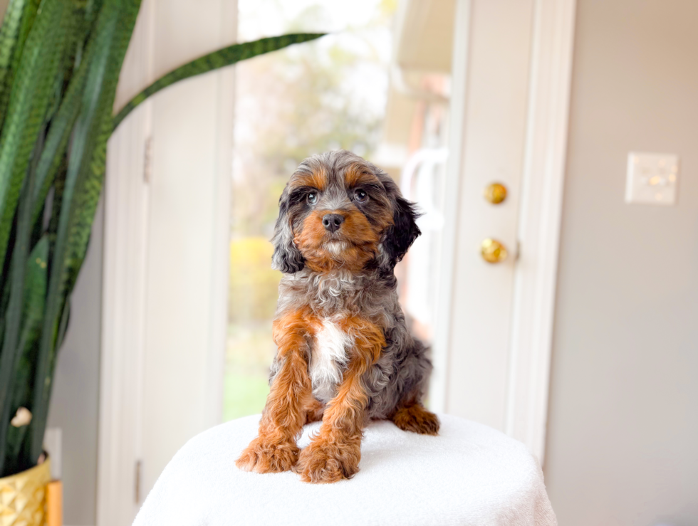 Cute Cavalier King Charles Spaniel and Poodle Mix Poodle Mix Puppy