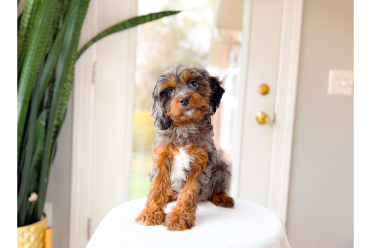 Cute Cavapoo Poodle Mix Pup