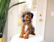 9 week old Cavapoo Puppy For Sale - Simply Southern Pups