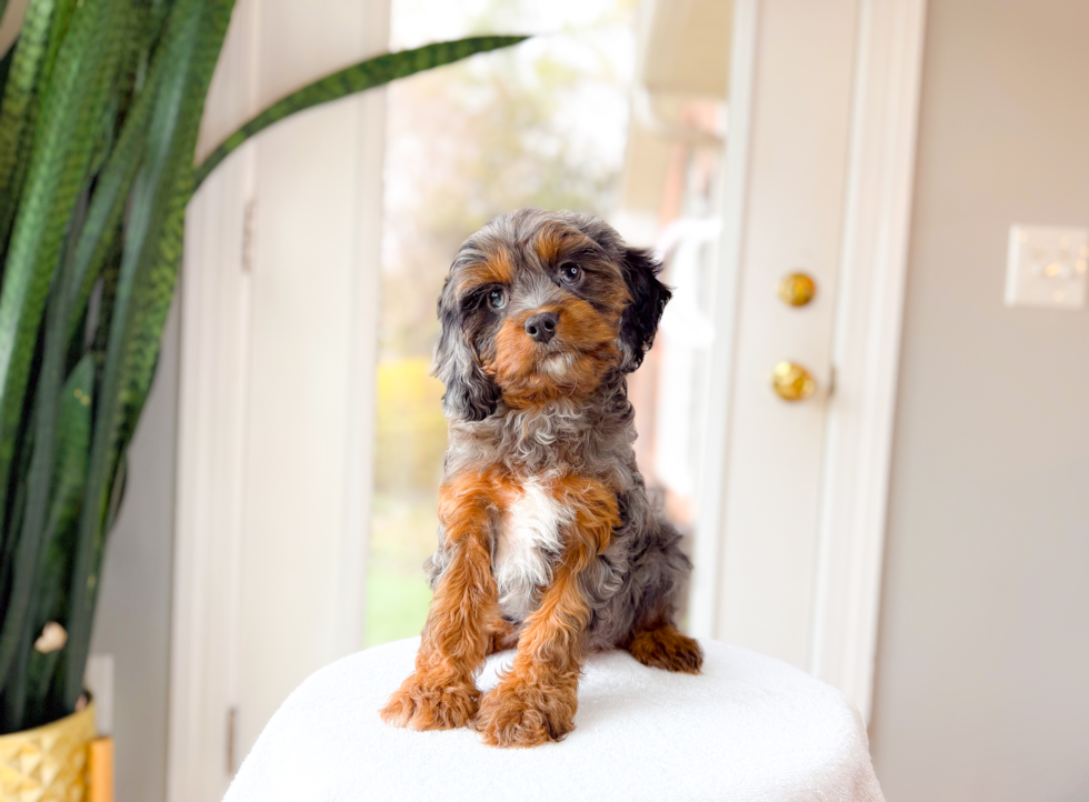 Cute Cavapoo Poodle Mix Pup