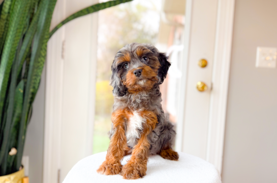 Cute Cavapoo Poodle Mix Pup