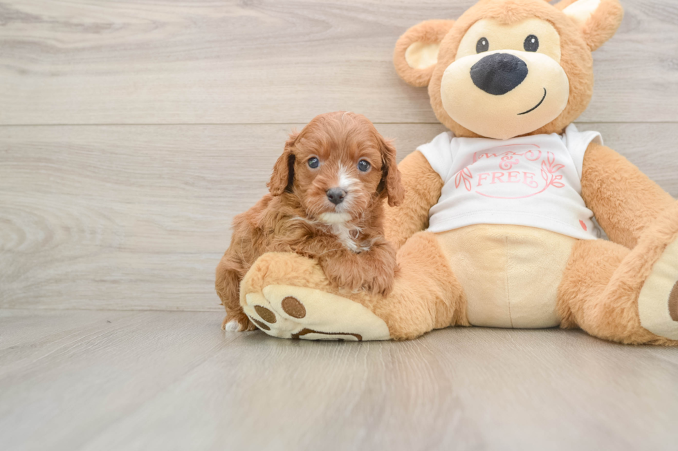 Best Cavapoo Baby