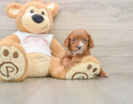 7 week old Cavapoo Puppy For Sale - Simply Southern Pups