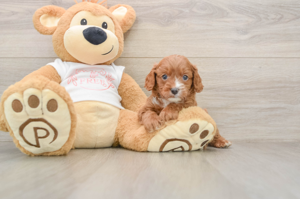 Adorable Cavalier King Charles Spaniel and Poodle Mix Poodle Mix Puppy