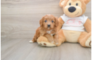 Small Cavapoo Baby