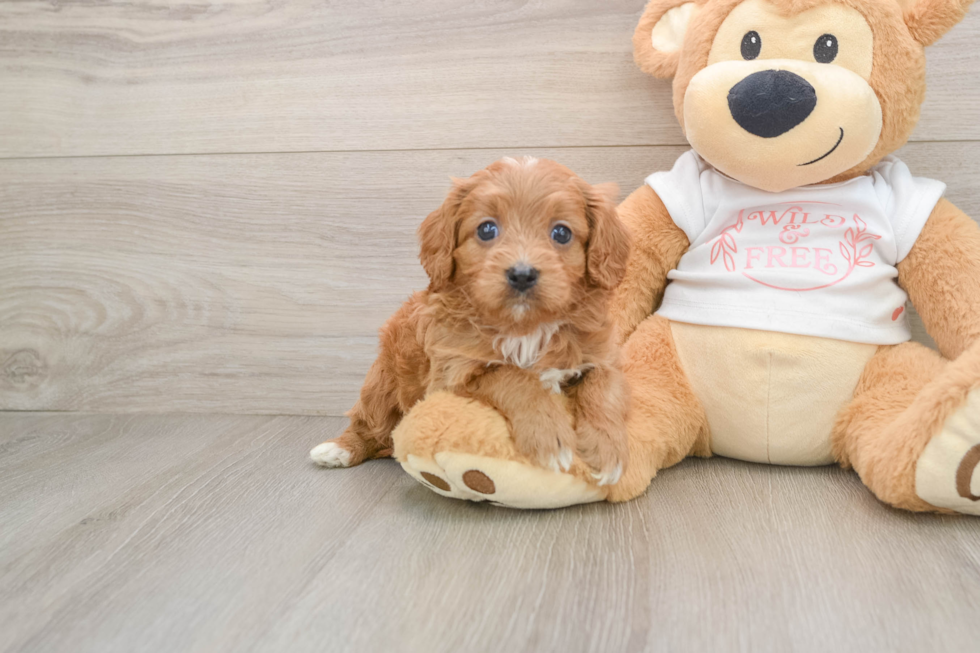 Small Cavapoo Baby