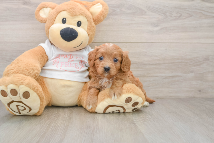 Best Cavapoo Baby