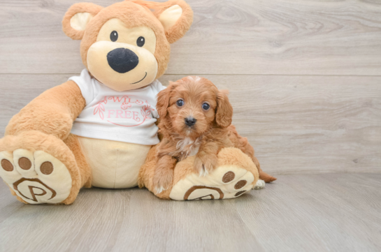 Best Cavapoo Baby