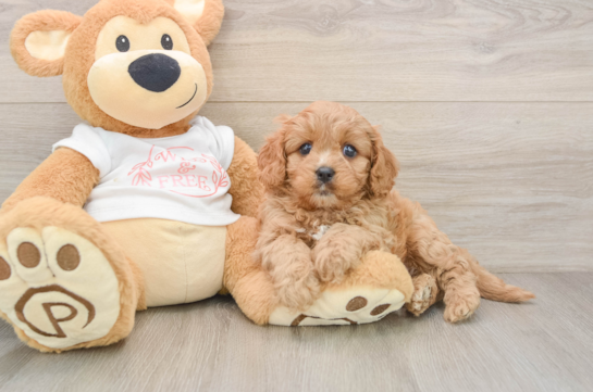Best Cavapoo Baby