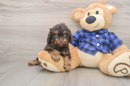 FIDO, a Cavapoo littermate