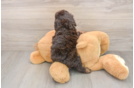 Popular Cavapoo Poodle Mix Pup