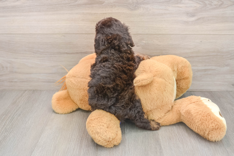 Popular Cavapoo Poodle Mix Pup