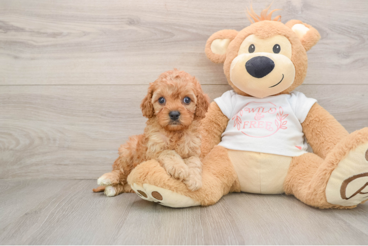 Friendly Cavapoo Baby