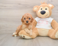 7 week old Cavapoo Puppy For Sale - Simply Southern Pups