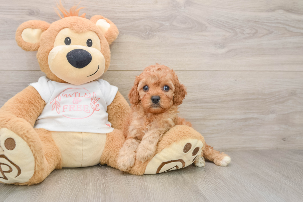 Cavapoo Puppy for Adoption
