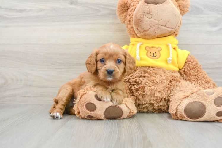 Cavapoo Puppy for Adoption