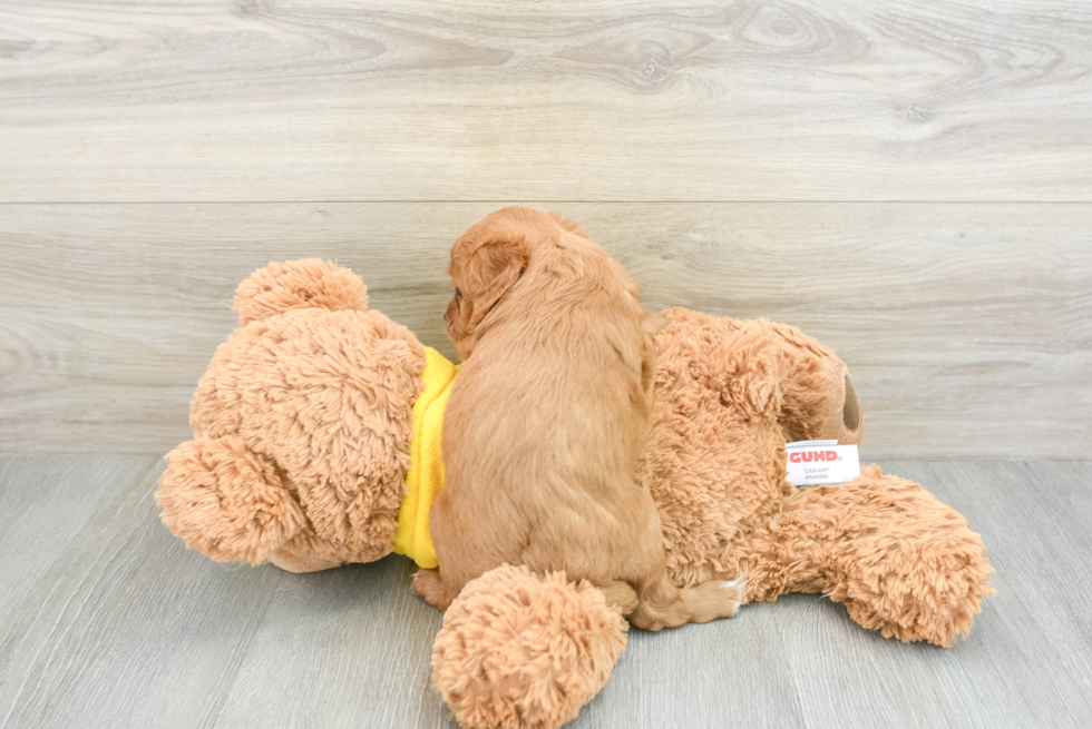 Little Cavipoo Poodle Mix Puppy