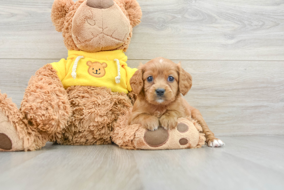 Cavapoo Pup Being Cute