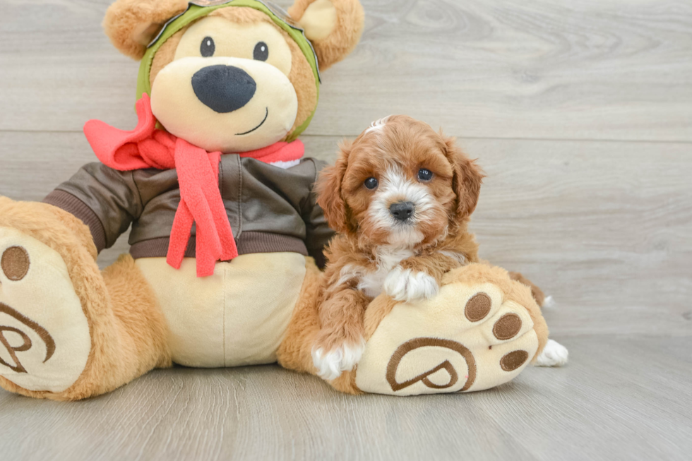 Small Cavapoo Baby