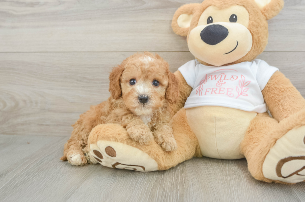5 week old Cavapoo Puppy For Sale - Simply Southern Pups