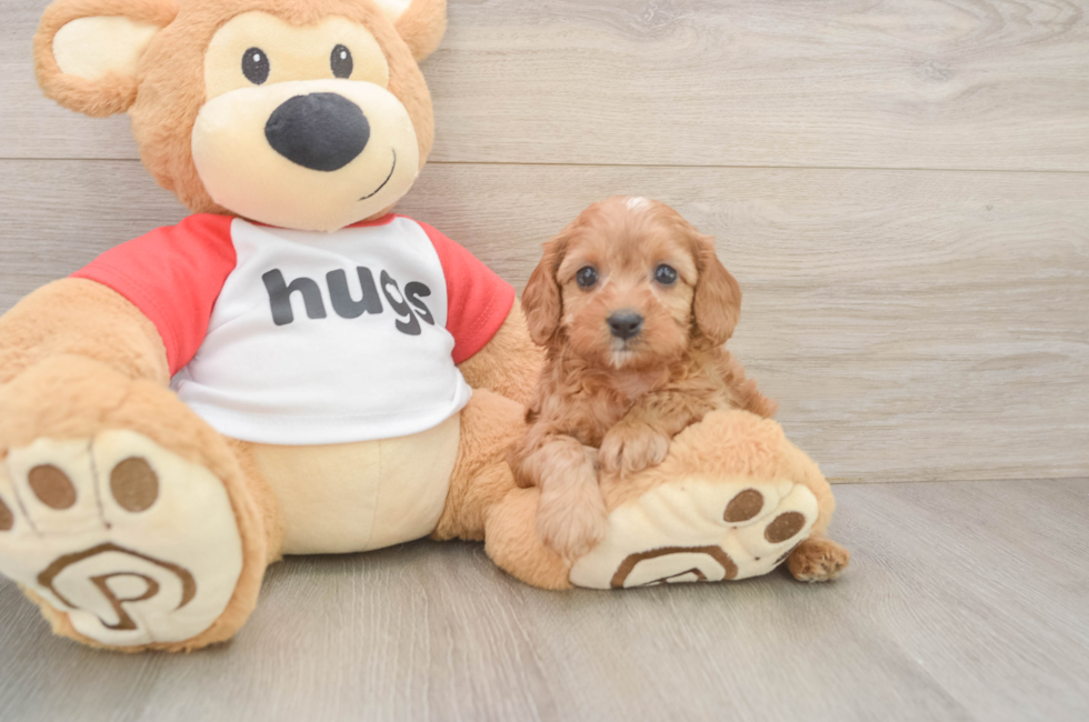 6 week old Cavapoo Puppy For Sale - Simply Southern Pups