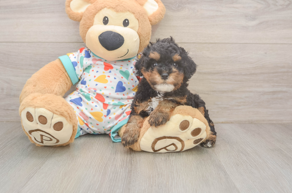5 week old Cavapoo Puppy For Sale - Simply Southern Pups